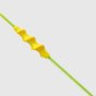 未标题-2_0003_未标题-1_0004_disposable post‑cervical AI catheter for swine
