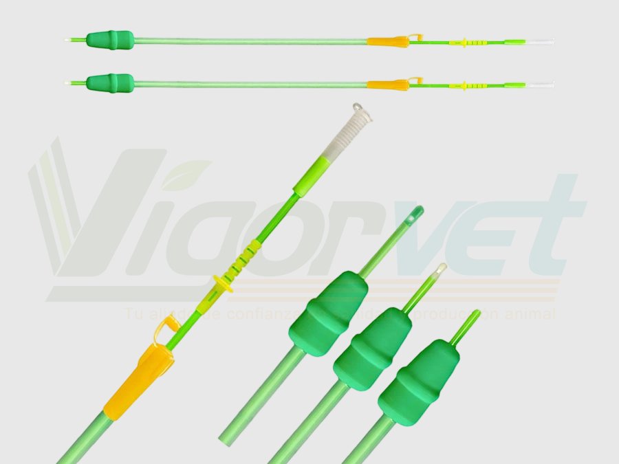 PCAI catheter for gilts