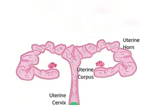 Cervical AI vs PCAI in Swine Reproduction: Differences, Applications and Catheter Selection