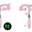 Artificial insemination for pig