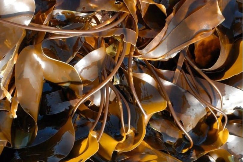 Características funcionales del fertilizante a base de extracto de algas marinas