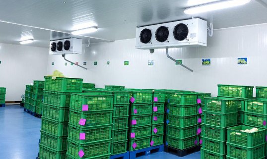 Fruits & Vegetables Cold Room