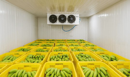 Banana Ripening Room
