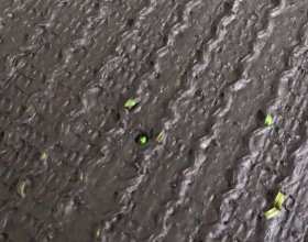 Resilient rugby turf fibers designed for frequent field use