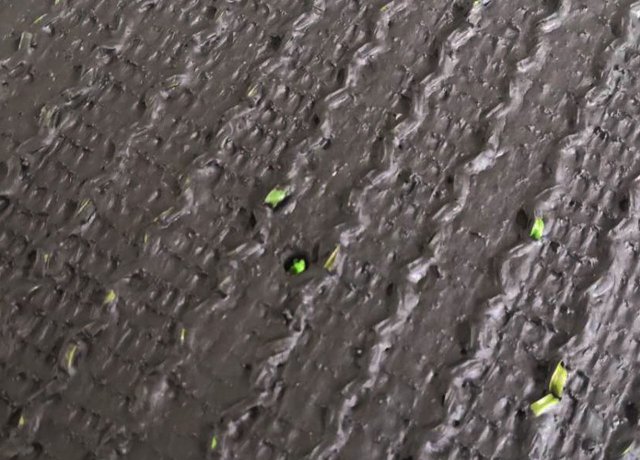 Resilient rugby turf fibers designed for frequent field use