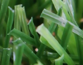 Soft pet friendly artificial grass with resilient PE fibers for comfortable lawns