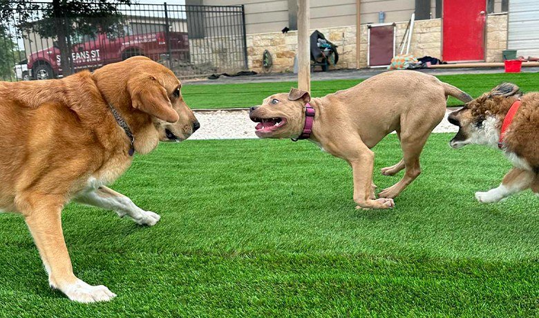 Pet Parks