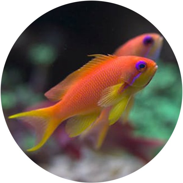 Aquafeed