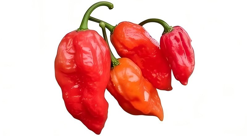 Capsaicin
