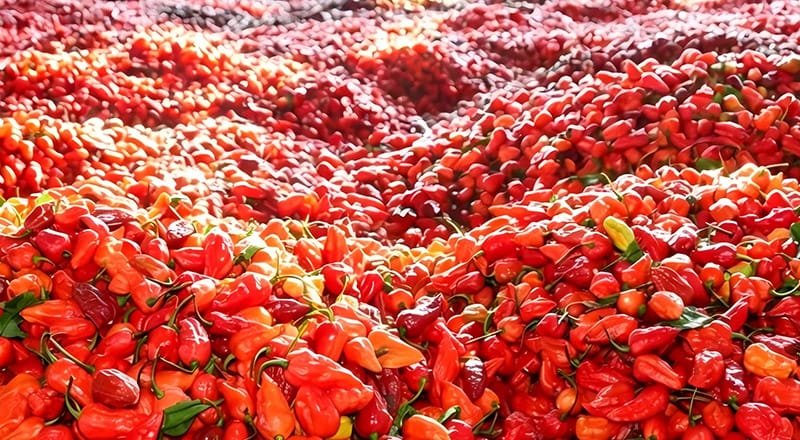 Capsicum Oleoresin Water-Soluble 