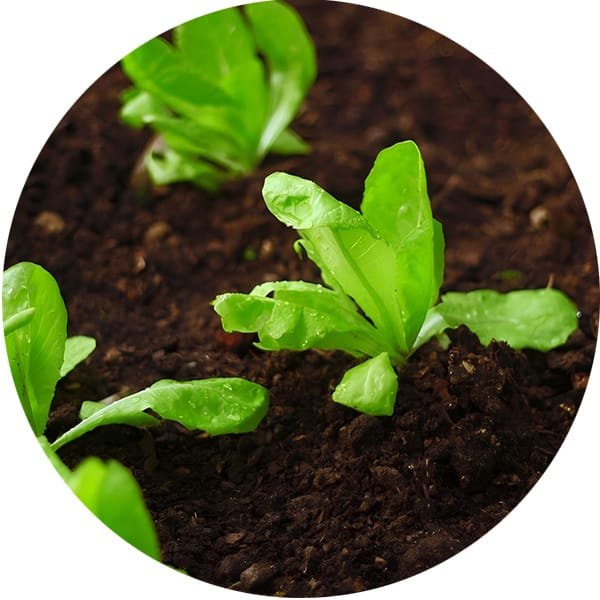 Bio-Organic Fertilizer