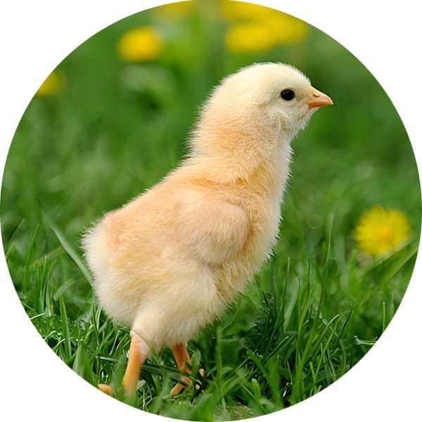 Poultry Feed