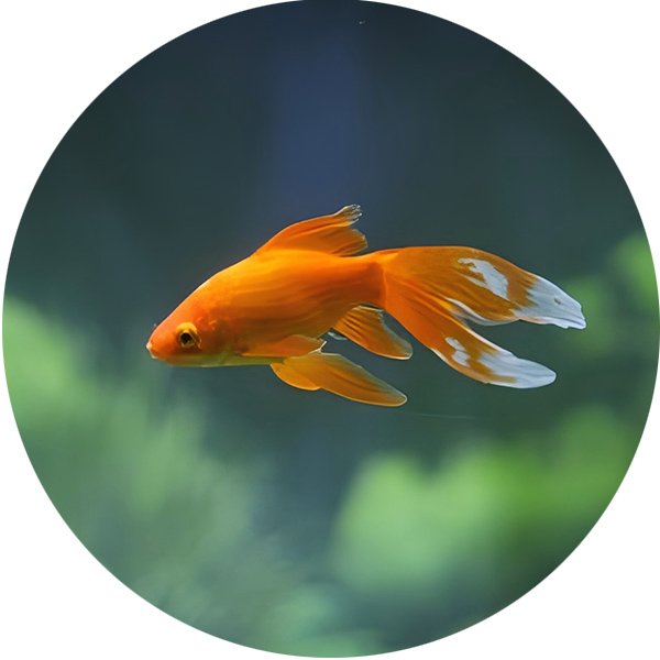 Aquafeed
