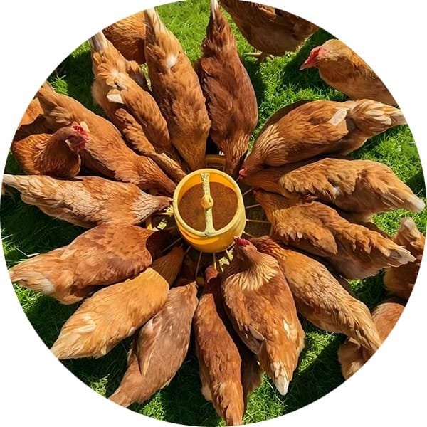 Poultry Feed