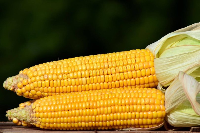 Fertilizer Requirement Characteristics of Maize