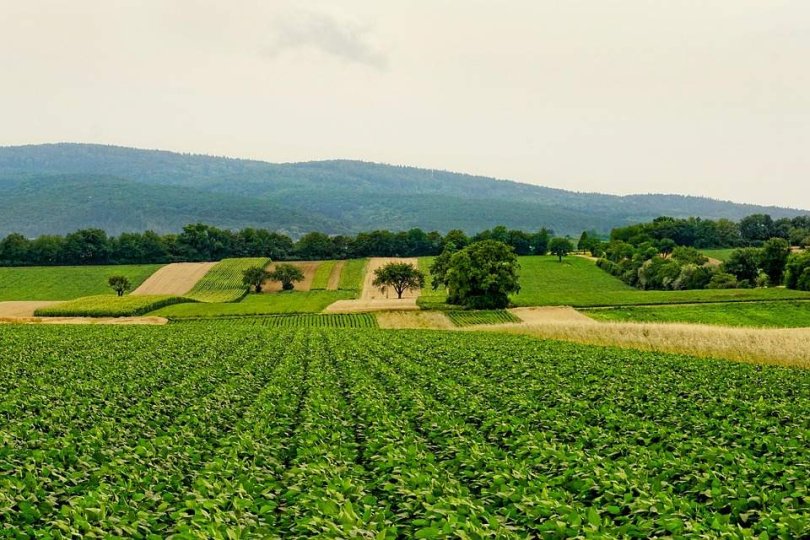 The effects of amino acids on plants