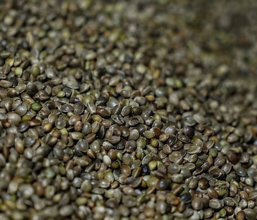 hemp_0002_2 (2)