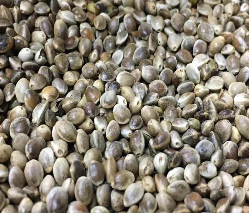 hemp_0001_图片1