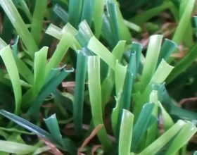 four tone landscaping synthetic grass with blended PE fibers for natural lawns