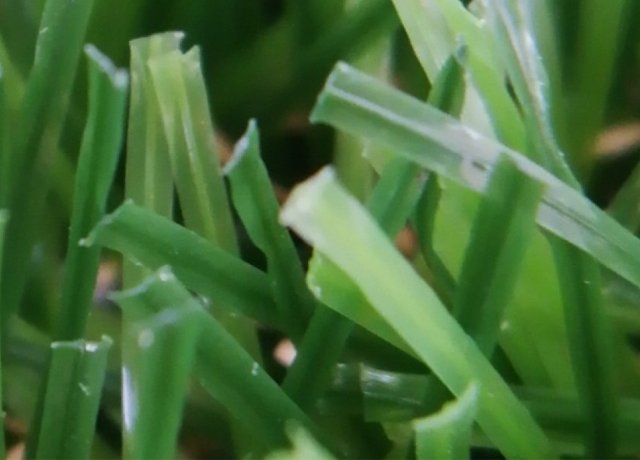 Soft pet friendly artificial grass with resilient PE fibers for comfortable lawns