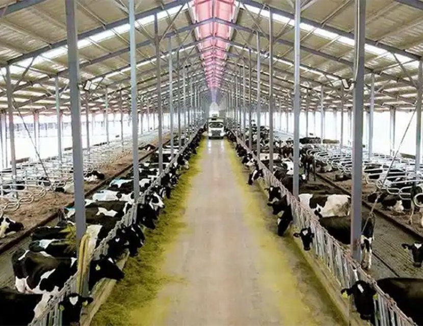 Galvanized steel cow barn frame