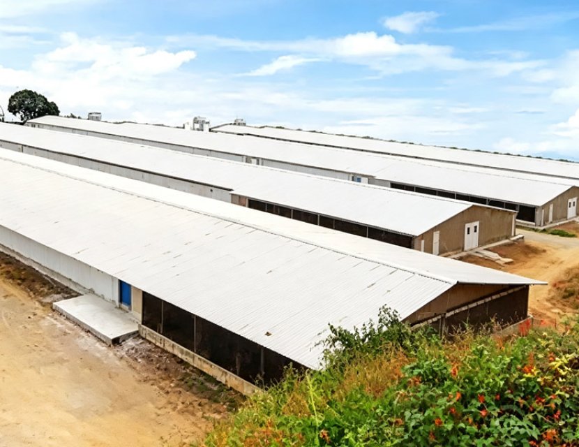 Steel cow farm building with roof and wall panels