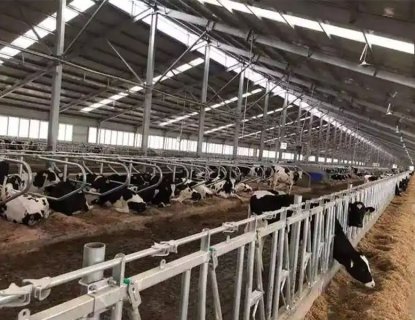 Steel Structure Cowshed