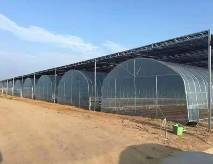 Steel structure vegetable agricultural greenhouse