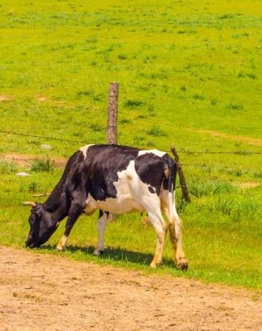 Animal Husbandry