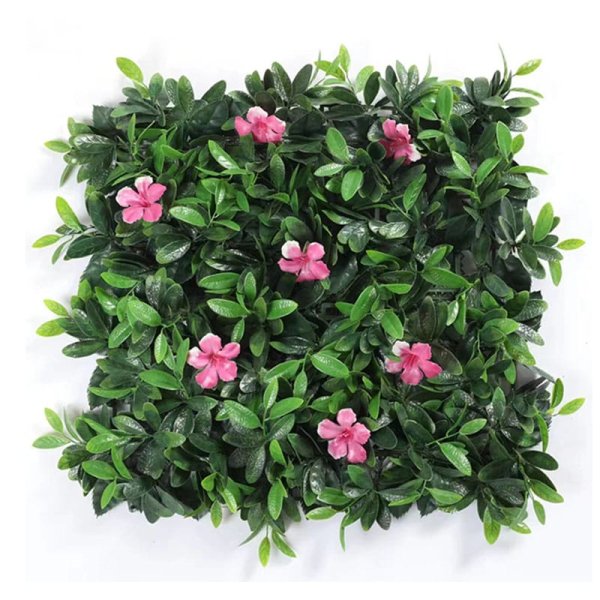 Azalea Morning Glory-DJLB