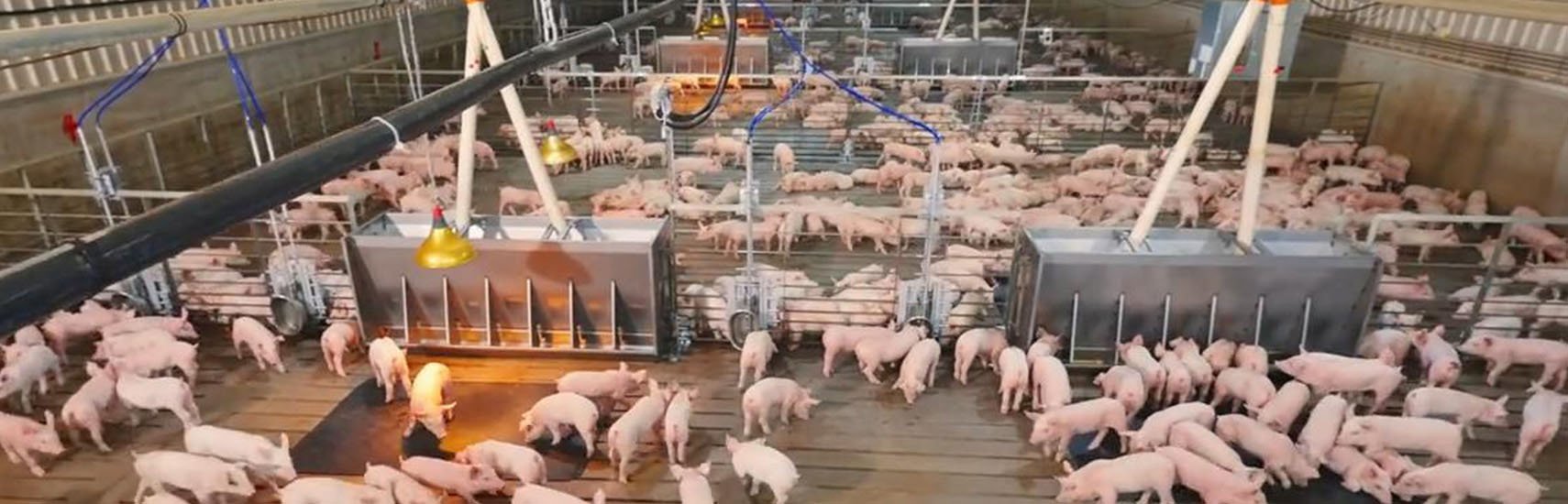 Why Is Artificial Insemination Important in Modern Swine Production?