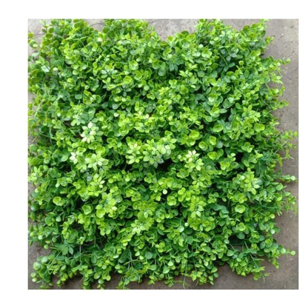 Mixed Moneywort-HHJQC