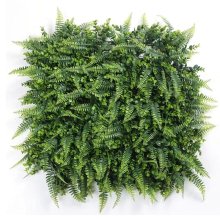 _0032_凤尾草 FWC