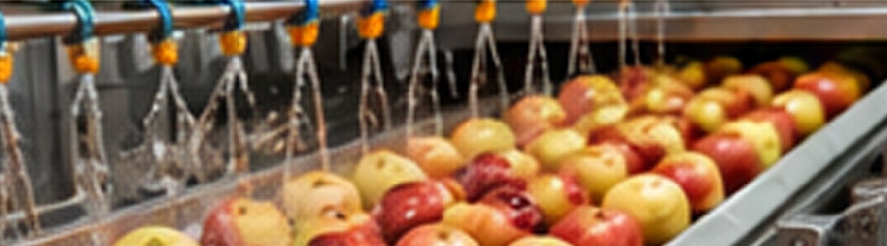 Fresh Fruit Washing, Sorting and Packing 