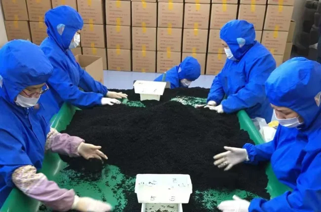 Dried cut wakame factory