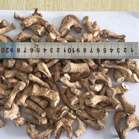 Shiitake Mushroom stem